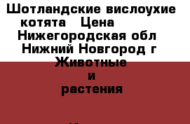 Шотландские вислоухие котята › Цена ­ 2 500 - Нижегородская обл., Нижний Новгород г. Животные и растения » Кошки   